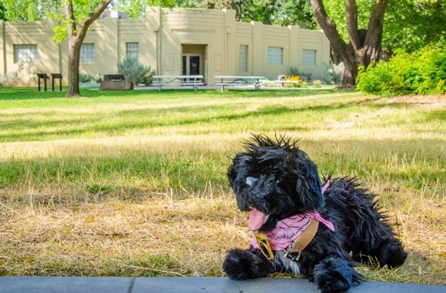 toy dog with visitor center in the background