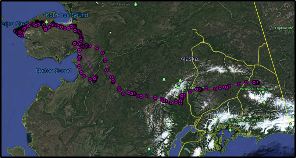 Map of Golden Eagle 1502 locations moving westward from Mentasta Mountains in Wrangell-St. Elias NPP across interior Alaska to the Seward Peninsula from 24 March to 1 June 2015.