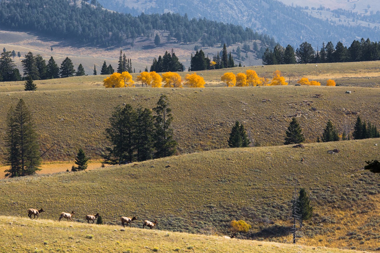 elk on the northern range in fall