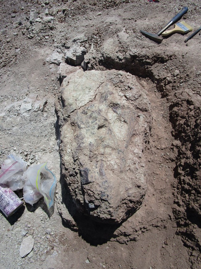 phytosaur skull