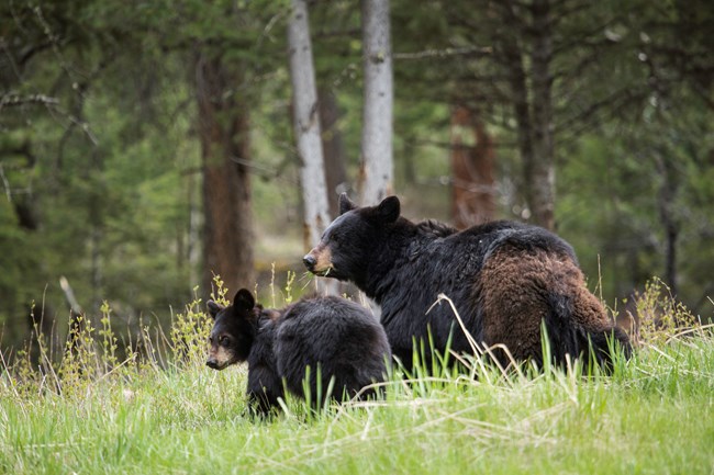 A black bear sow and her cub stand in a grassy field on the side of a hill in Yellowstone National Park.