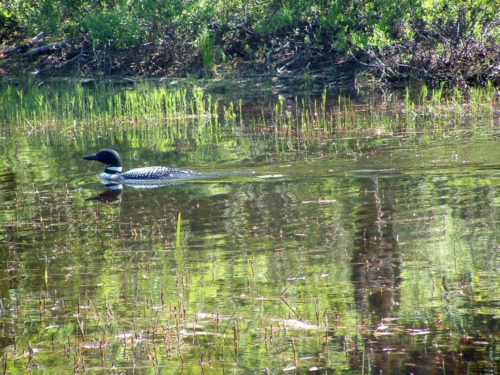 A loon on Echo Lake at Acadia National Park.