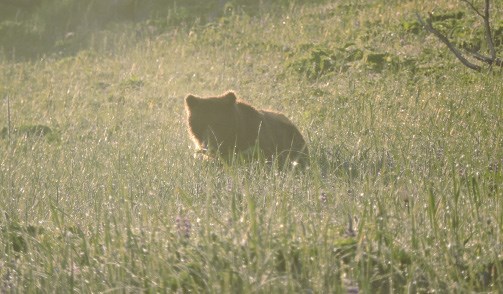 A small bear is illuminated in morning light