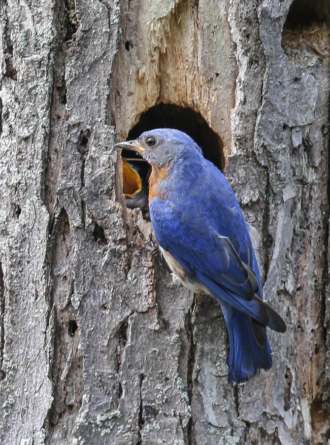 Male bluebird is at the nest opening ready to feed babies.
