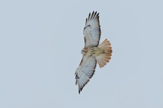 A hawk soaring, photographed from below; its underside is mostly white, but its fanned-out tail is noticeably rust-colored