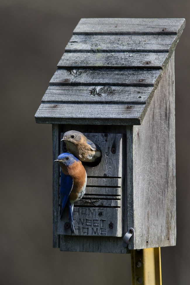 A male bluebird perches outside a nesting box while a female pokes it head out of the hole.