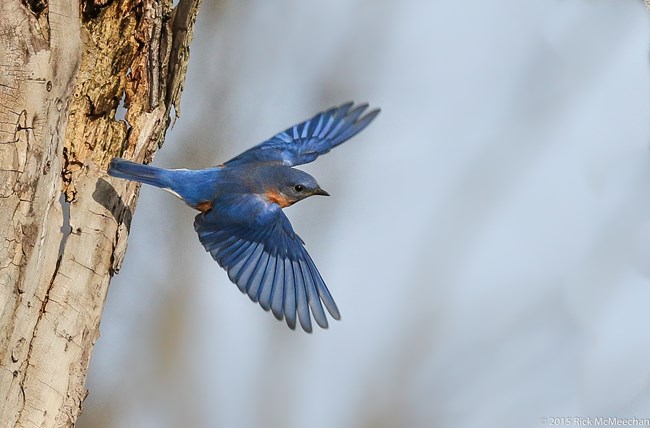 A blue bird with outstretched wings flies from left to right past the bark of a tree.