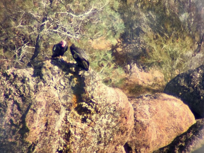 Pinnacles Condor Chick Explores Two More Young Condors Released Us National Park Service 