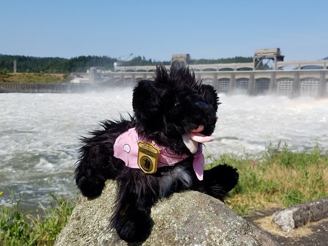 stuffed pup near dam