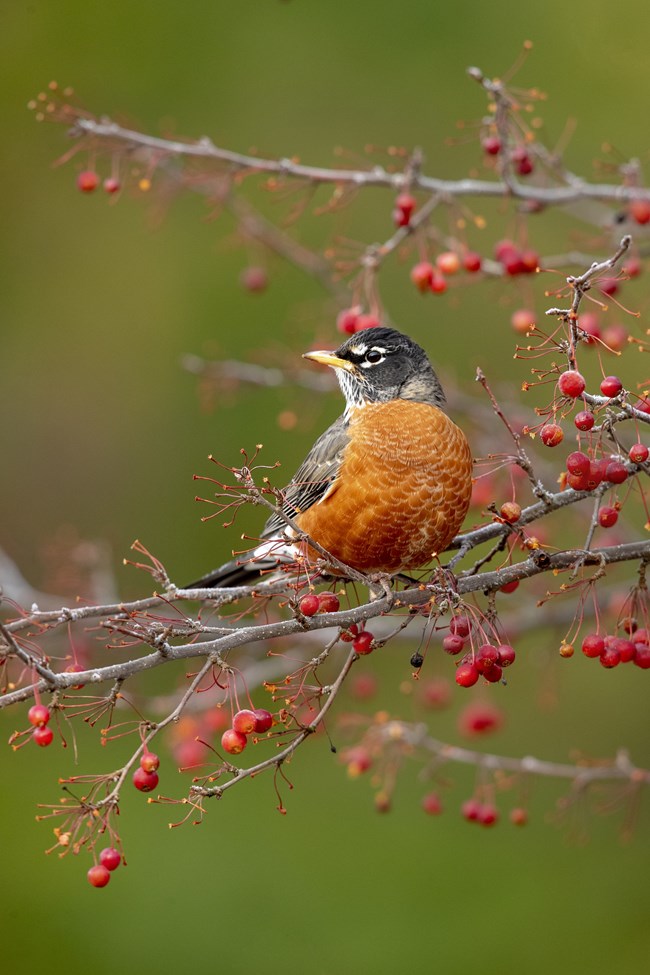 A medium size black bird with white markings, an orange breast and yellow beak perched among red berries.