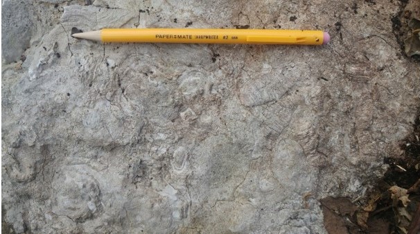 A cross section of a preserved reef