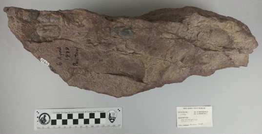 the bony plates of a fish