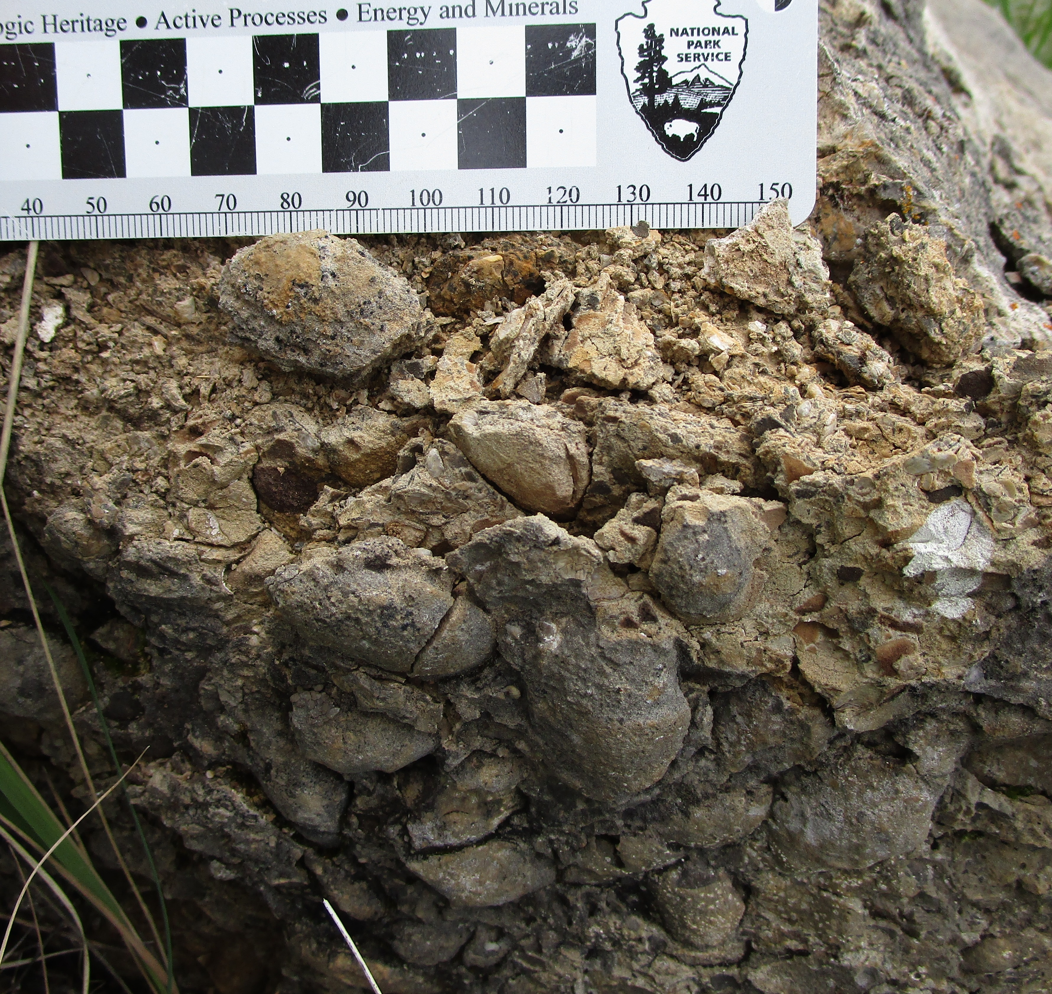 Bivalves in a block of limestone at Devils Tower National Monument.