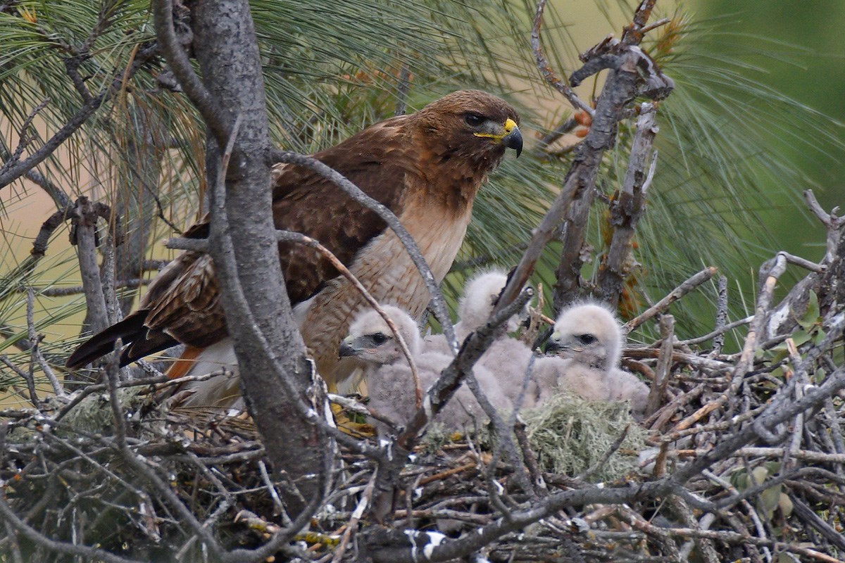 Red-tailed hawk adult perched on a nest with three fluffy white nestlings
