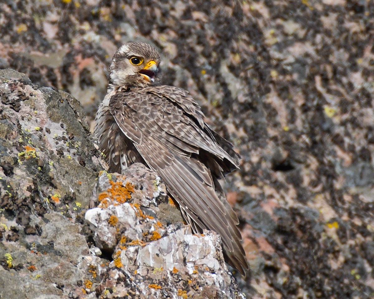 Bird perched on a lichen-covered rocky outcropping, blending in remarkably well with its surroundings
