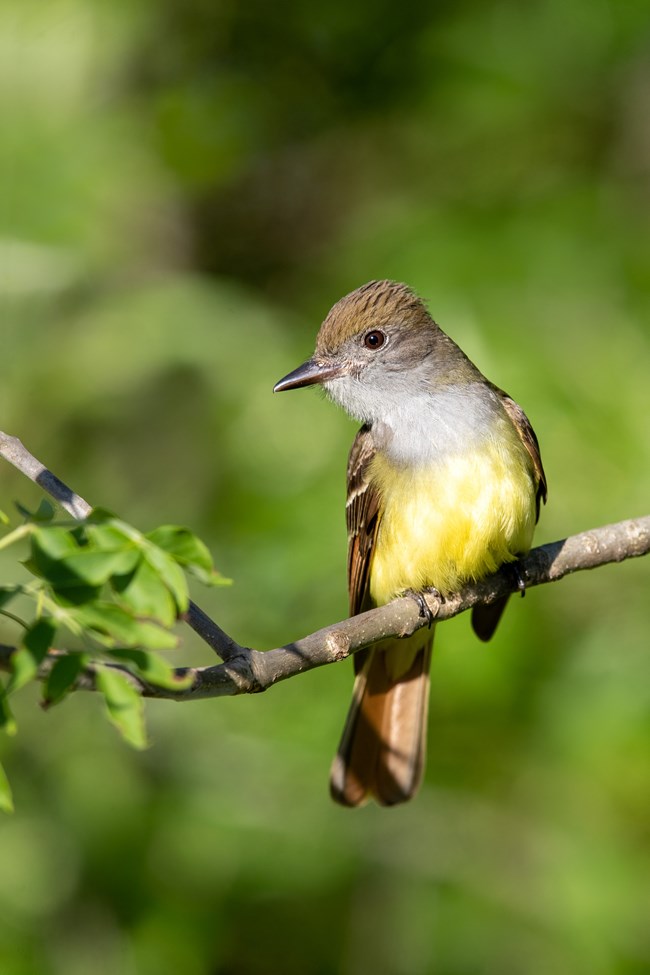 Great-crested flycatcher