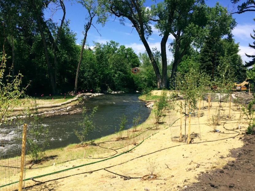 Native plants in various life stages were incorporated into the riparian zone to help improve the health of Bozeman Creek. National Park Service photo.