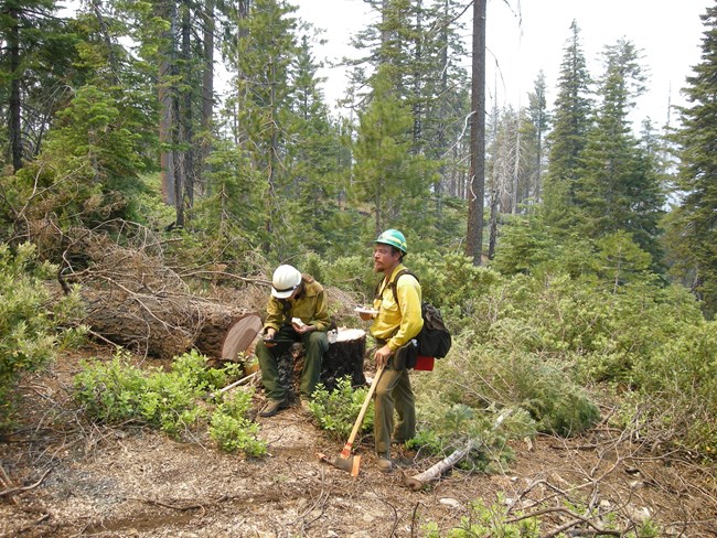 Nelson Siefkin in fire gear working in a clearing