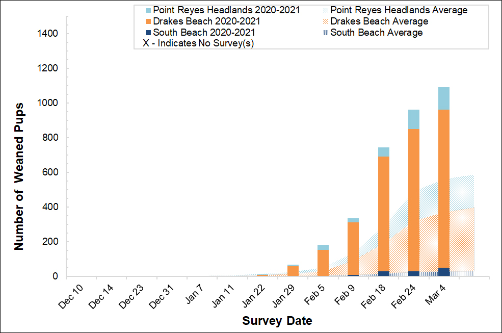 Number of elephant seal weaned pups counted at the three breeding colonies in Point Reyes this winter compared to the average number of  weaned pups surveyed at those colonies between 2005 and 2017.