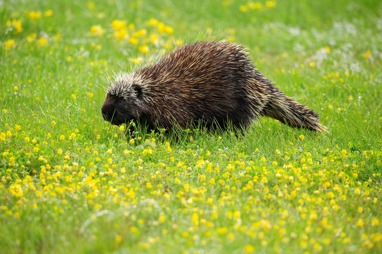 A porcupine grazes in a field surrounded by green grass and yellow flowers.