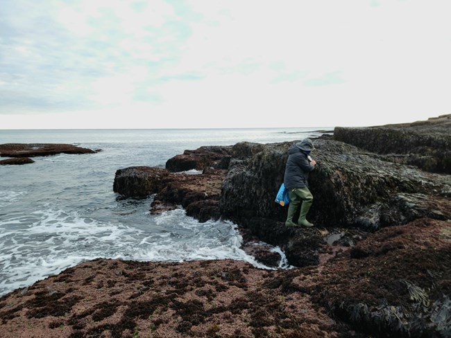 researcher searches for seaweed along the coast