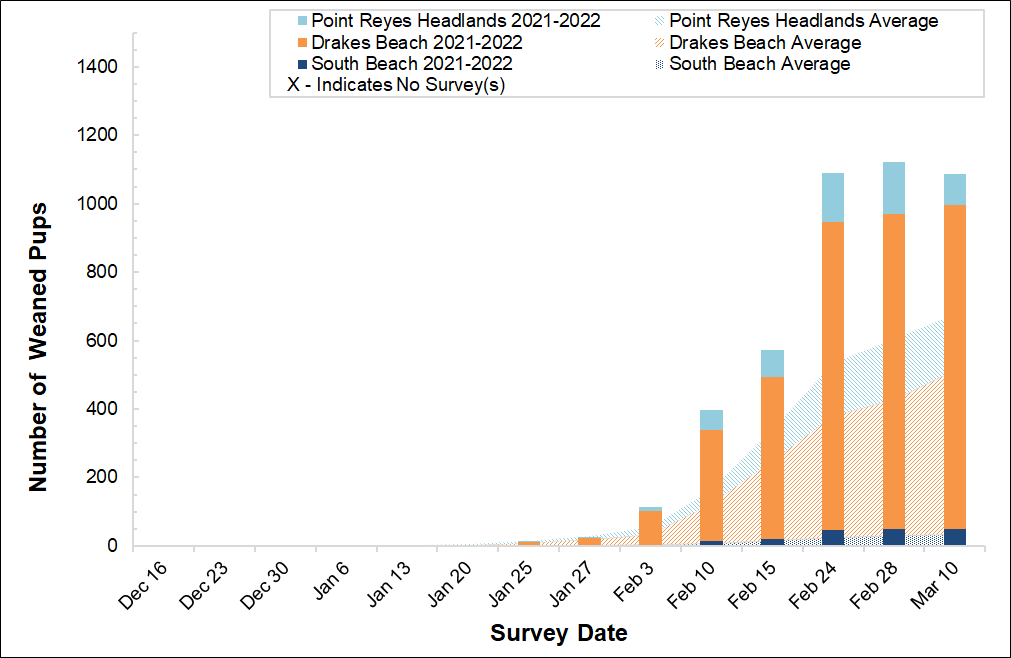 Number of elephant seal weaned pups counted at the three breeding colonies in Point Reyes this winter compared to the average number of  weaned pups surveyed at those colonies between 2005 and 2021.