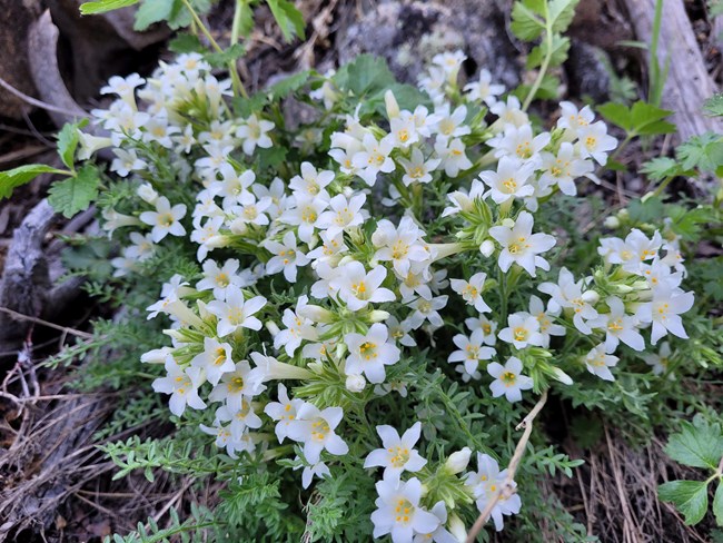 Small white flowers with green foliage