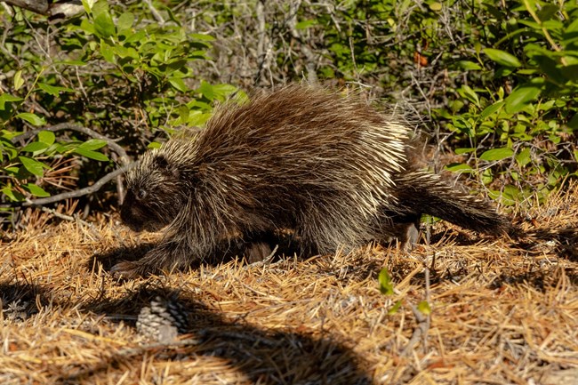 A porcupine forages atop golden pine needles and pinecones.