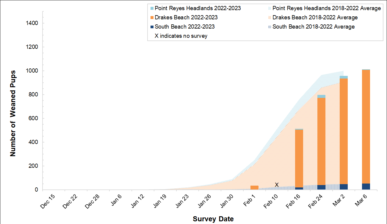 Number of elephant seal weaned pups counted at the three breeding colonies in Point Reyes this winter compared to the average number of  weaned pups surveyed at those colonies between 2018 and 2022.