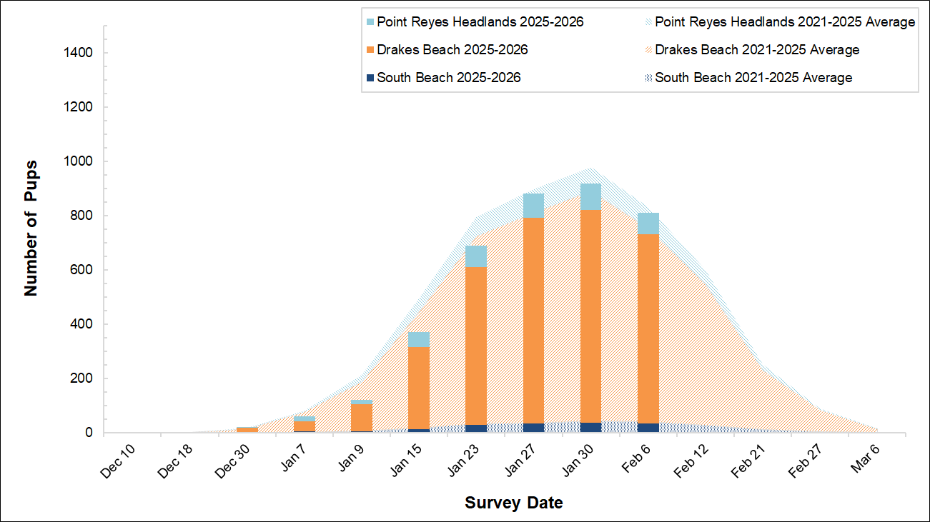 Stacked bars of elephant seal pups at 3 breeding sites over a stacked area graph of 5-year averages, by weekly survey date. The bars fall short of the averages, driven by declines at Drakes Beach.