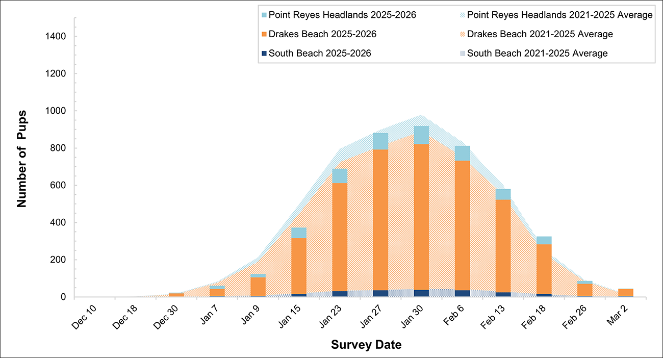 Stacked bars of elephant seal pups at 3 breeding sites over a stacked area graph of 5-year averages, by weekly survey date. The bars fall short of the averages, driven by declines at Drakes Beach.