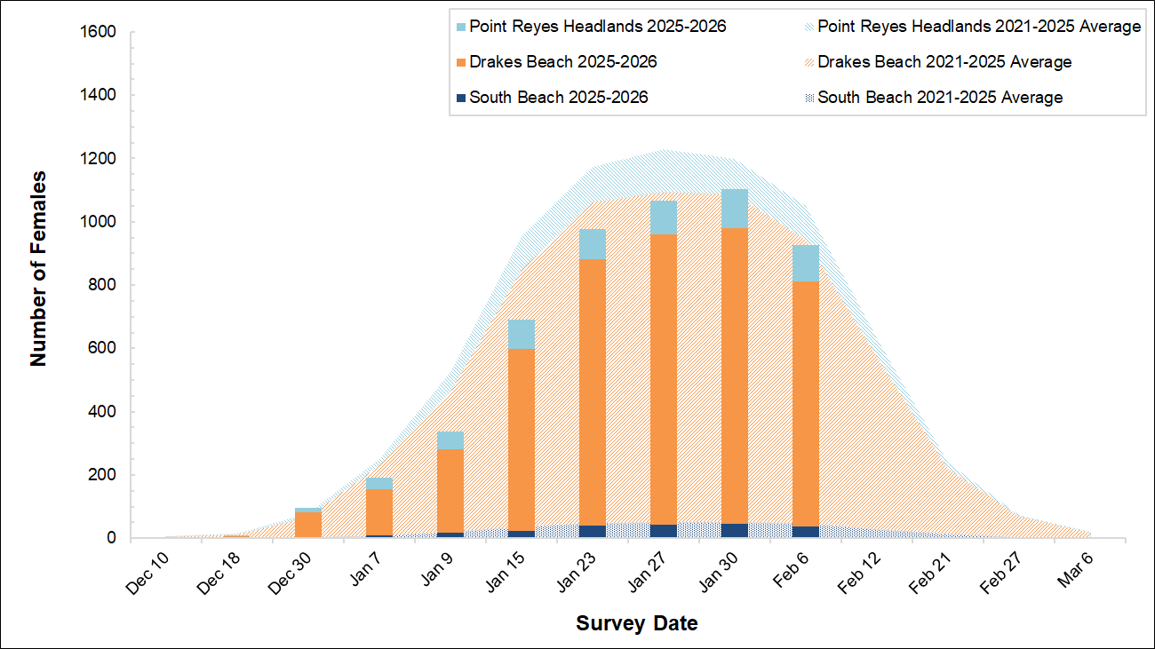 Stacked bar graph of female elephant seal numbers over a stacked area graph of five-year averages for 3 breeding colonies. The bars this season fall well short of the averages, driven by big declines at Drakes Beach.