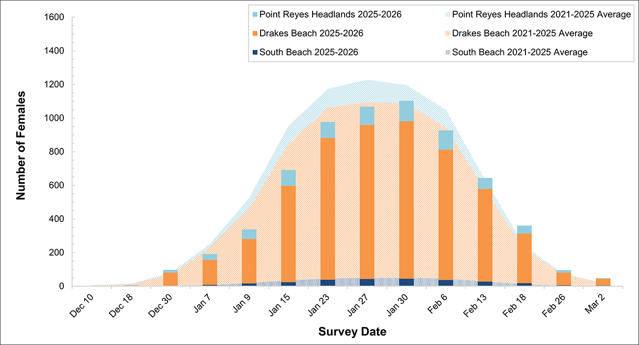 Stacked bar graph of female elephant seal numbers over a stacked area graph of five-year averages for 3 breeding colonies. The bars this season fall well short of the averages, driven by big declines at Drakes Beach.