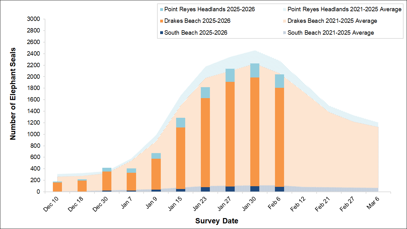 Stacked bar graph of total elephant seals over area graph of five-year averages by weekly survey date. The bars this year fall short of the averages, driven by low numbers at the Drakes Beach colony.