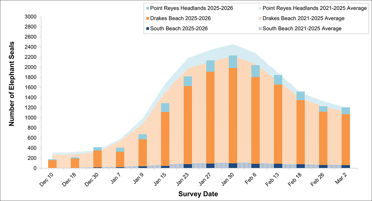 Stacked bar graph of total elephant seals over area graph of five-year averages by weekly survey date. The bars this year fall short of the averages, driven by shorter bars/lower numbers for the Drakes Beach colony.