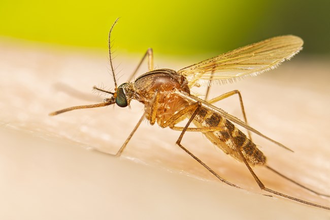 A brown mosquito feeds on human skin with a blurred green background