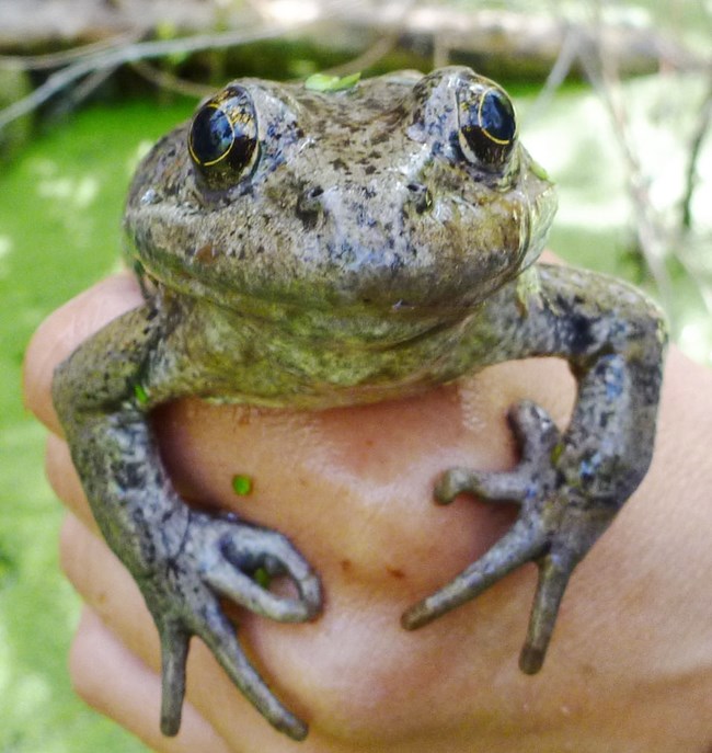 A full-grown California red-legged frog in the hand of a biologist.