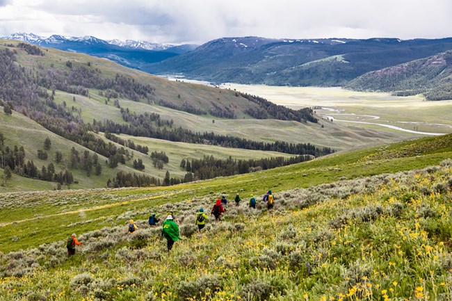 A group of people hikes through a meadow of flowers, sage brush, and grass in Yellowstone National Park.
