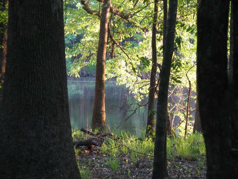 view looking through trees to flat lake water