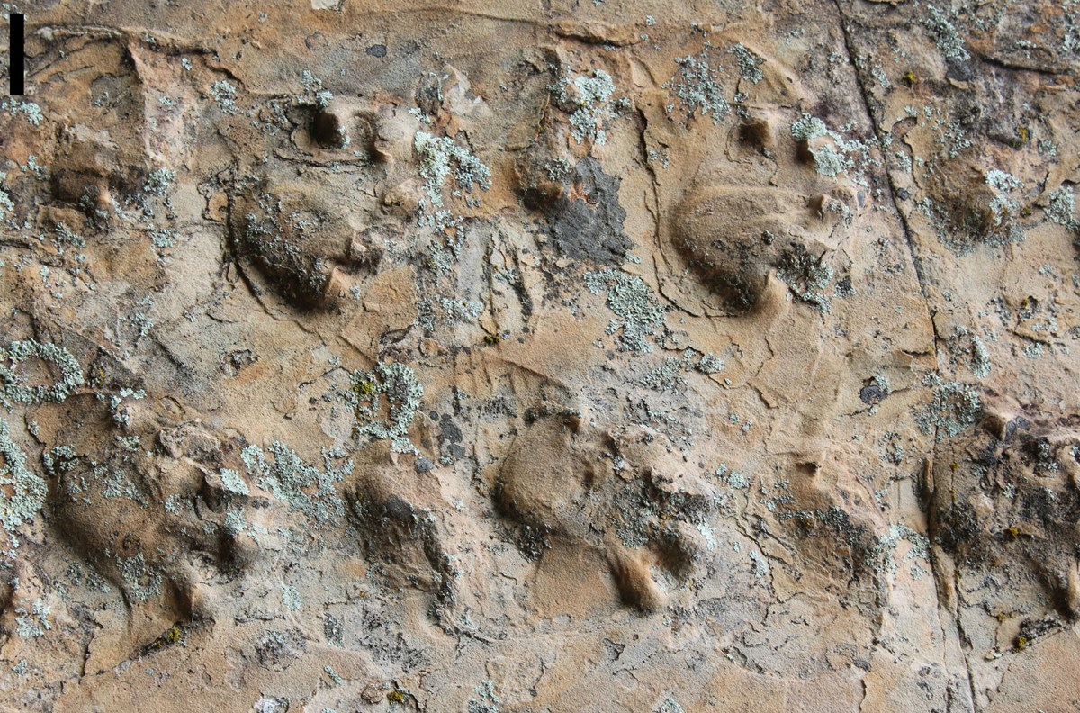 Newly Discovered Fossil Footprints from Grand Canyon National Park