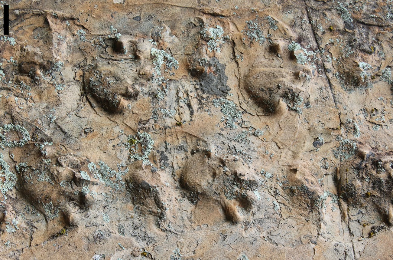 Close-up view of the Ichniotherium trackway