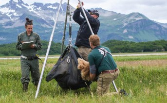 researchers weigh a bear in a sling
