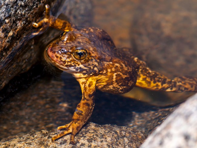 Close-up of a brown and gold spotted Sierra Nevada yellow-legged frog in a shallow, rocky waterbody.