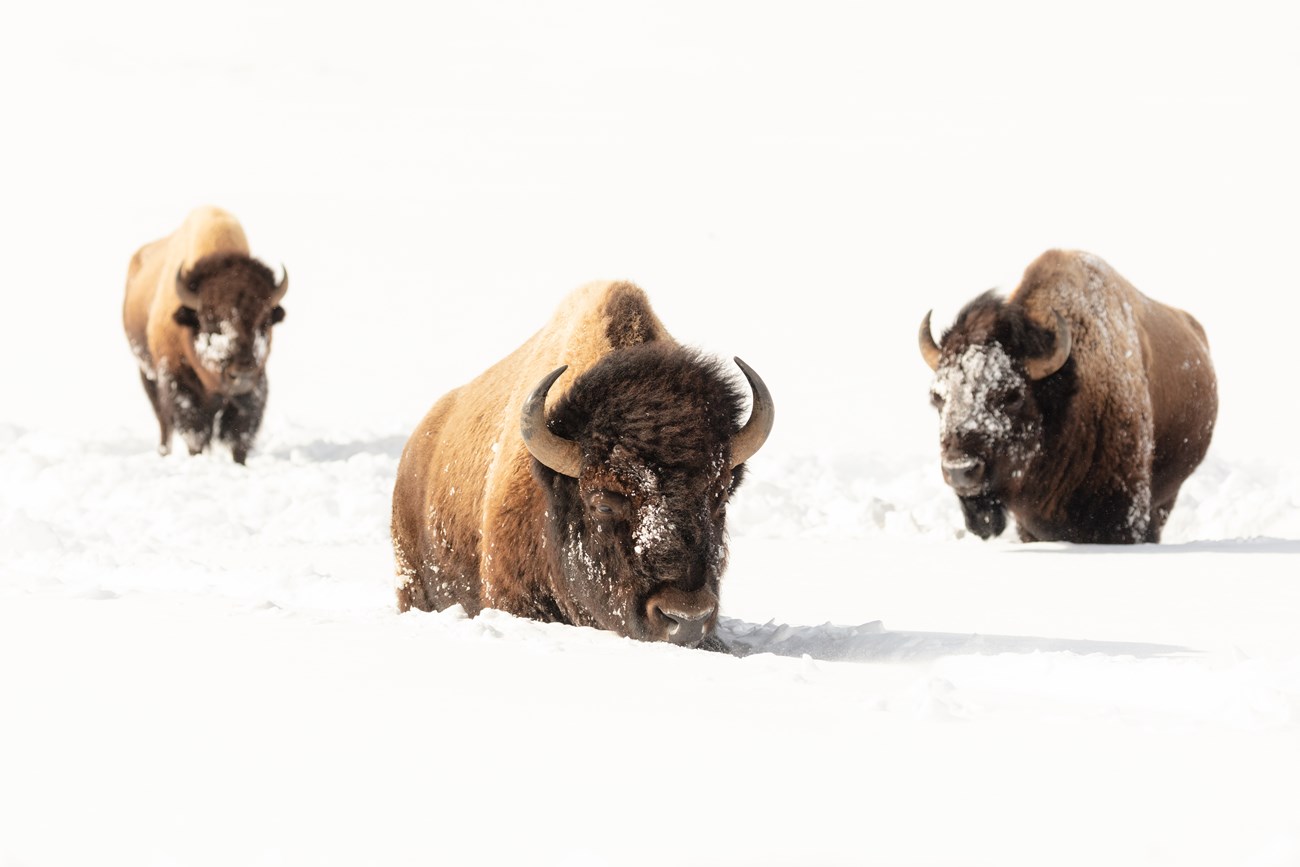 bison moving through deep snow