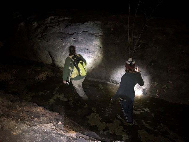 Two people walking through a stream, looking for frogs on the banks with flashlights.