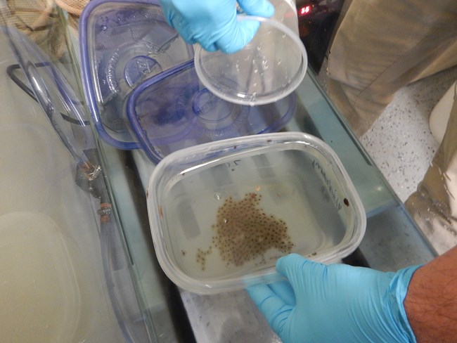 Cluster of frog eggs in a plastic container filled with water.