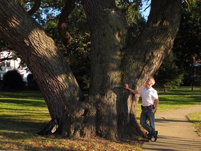 The Algernourne Oak in 2012