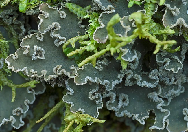 Richly colored foliose lichen, close up