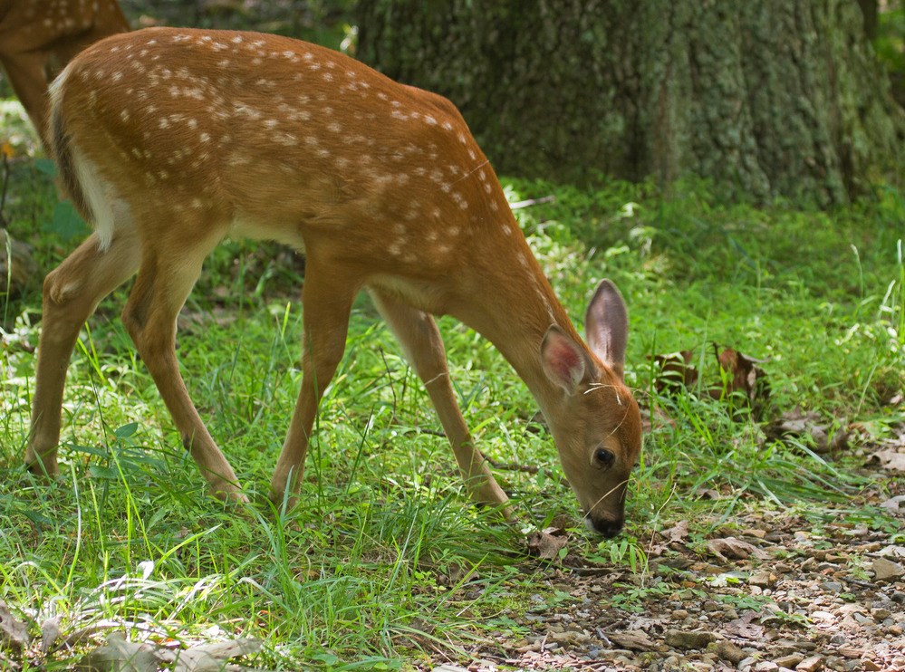 A small deer with white spots grazes.