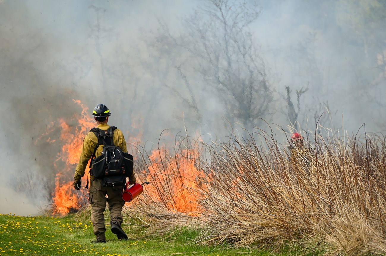 A firefighter holding a drip torch observes the progress of a burn.